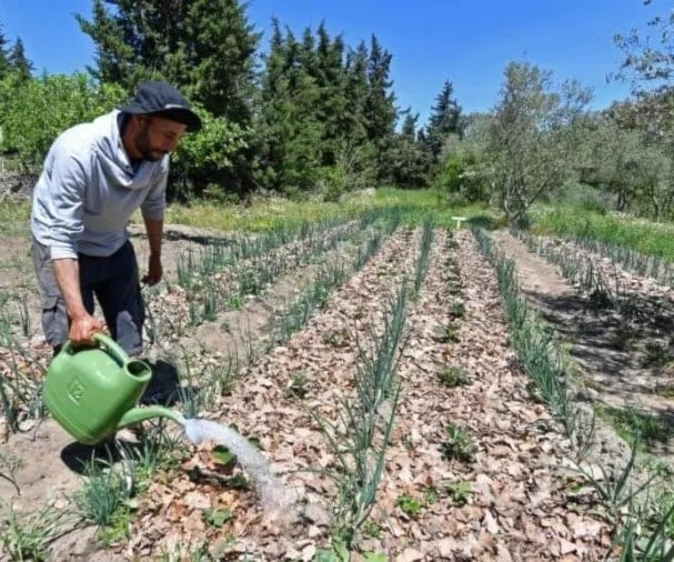 الجفاف يهدد الزراعة في تونس.. المزارعون يلجأون لحلول تقليدية لمواجهة شح المياه