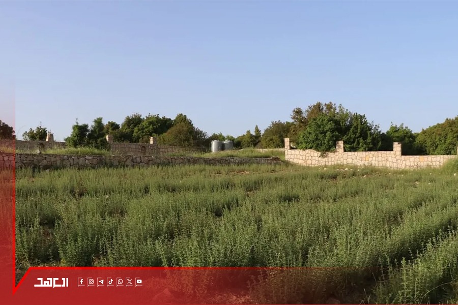 عندما يصبح الزعتر البلدي بـ 30 دولارًا.. العدوان يضرب سلّة مؤونة الجنوبيين
