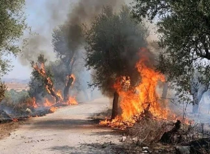 مصرع 12 شخصاً وإصابة 54 آخرين جراء حرائق الغابات في الجزائر